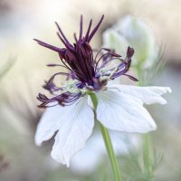 Chiltern Seeds(@ChilternSeeds) 's Twitter Profile Photo