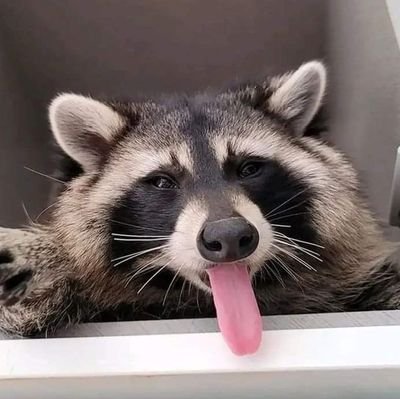 Timberwolf1013S's profile picture. 