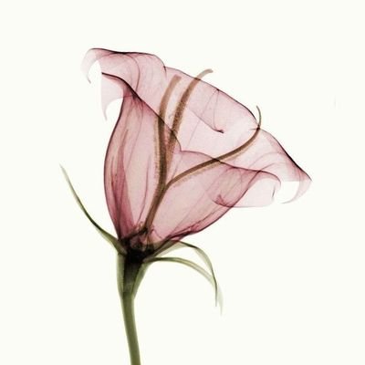 cnzgr_n's profile picture. foam , 2006 Aww , so cute it hurts! ᭸̶꛱̄͟͟͟᭸̶͟͟ ✰ׅ⎖