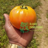 Oluade Prime Farms 🐷🌶 🍅🥒 🍉(@oluadefarms) 's Twitter Profile Photo