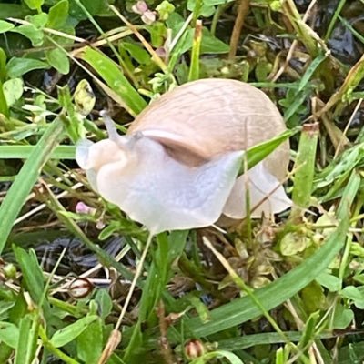 goblinnipz's profile picture. they/them