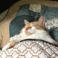 π΅πdarlingππ΅ (@deepforestdear) 's Twitter Profile
