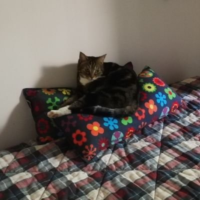 TSpargi's profile picture. 