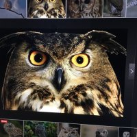 deanie (@dianeroper) 's Twitter Profile