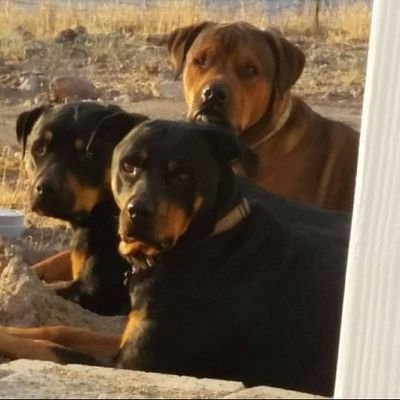 KjVesuvius's profile picture. Conservative, Christian, Wife, Mother and Daughter.