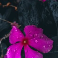 Naridflower (@pearson_maua) 's Twitter Profile