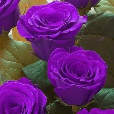LisaRee51531711's profile picture. 