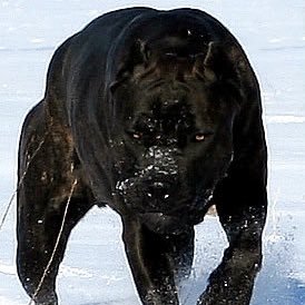 filliswillis's profile picture. 