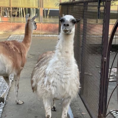 ARUPAKAmoba's profile picture. 🦙