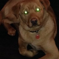 Brentban (@brent444) 's Twitter Profile