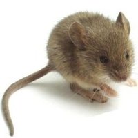 itsalittymouse ๐ฆ๐ฒ (@itsalittymouse) 's Twitter Profile Photo itsalittymouse ๐ฆ๐ฒ (@itsalittymouse) 's Twitter Profile Photo