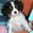 KezzaWeb's profile image