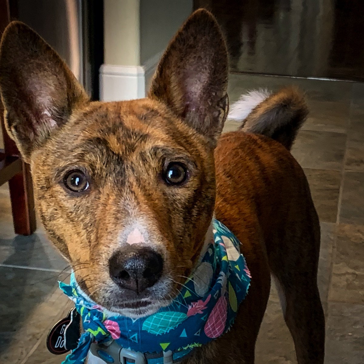 petpenpals's profile picture. A dogs life I have. Along with my sister we do our best to rule our owners. Basenjis Rule!