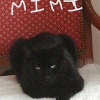 MILA (@mila70943219) 's Twitter Profile