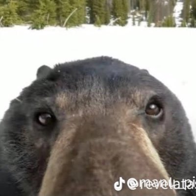 Yogi lookin ass bear