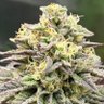 doug_hofferman's profile picture. Cannabis Farmer 👨🏼‍🌾🌱