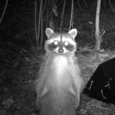 __R1gel_'s profile picture. 