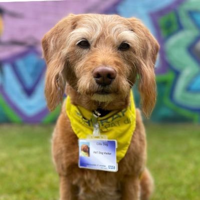 soppy mini-labradoodle: I 🧡 soft toys, socks, walkies & lunch. school & ICU PAT dog visitor. award winning volunteer partnership & chauffeured by @ruthfizzy