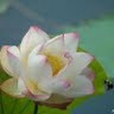 SurajitMohapat5's profile picture. 