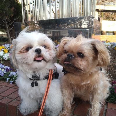 no_ho_hon3's profile picture. のほほん暮らしのシニア夫婦の四方山話◆ほぼ愛犬写真🐾/犬連れ車中泊/温泉/食べ歩き/⛩️参拝◆親の介護を終えアラ還の2024年春レクビィソランワイドで犬連れ旅始めました◆時系列順不同です😉無言フォロー失礼いたします🙇