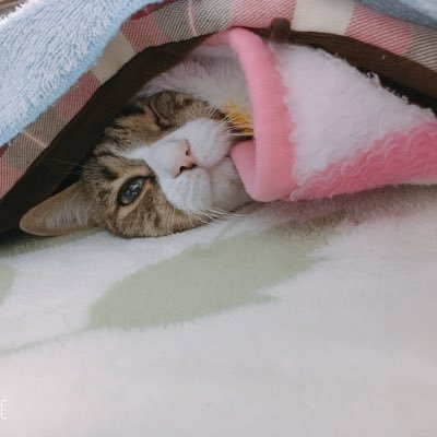 el__Lpis763's profile picture. ねこ🍀