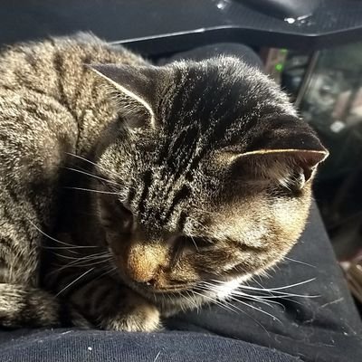 Grandmst's profile picture. 元プロモデラーで「ホビージャパン」誌ライター、原型師、テクニカルライター、投資家。犬猫フェレット愛好結社。