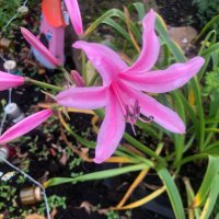 louise (@luie46) 's Twitter Profile