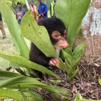 WCS PNG (@wcs_png) 's Twitter Profile Photo WCS PNG (@wcs_png) 's Twitter Profile Photo
