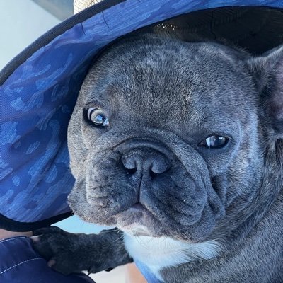 Sad our AI Assistants Will Know How Dumb We Really Are Blessed. Proud Father, Happy Husband. Chief dog walker, paid in wags.