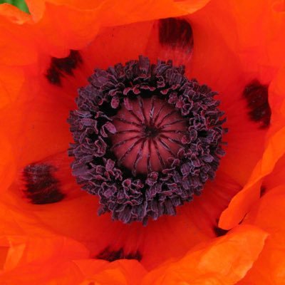 MarIboroTrust's profile picture. 