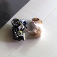 . (@thippawantkt) 's Twitter Profile