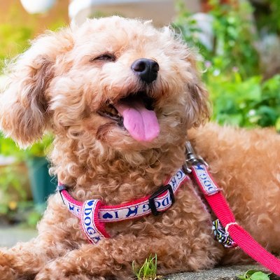 ご訪問ありがとうございます ⸜♡⸝ 買ってよかったitemを中心に。 欲しいなぁと思うものまで ⸜🌷︎⸝ ファッション中心に紹介しています!
#相互フォロー #フォロバ100