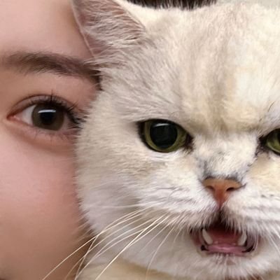 ArmstrongQuill2's profile picture. Welcome to the positive side of Twitter! Let          🐱Cutest Cats🐱 relax mood and warm heart.