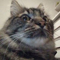 Regina Phalange (@ari_quiles) 's Twitter Profile