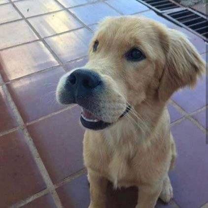 Gabrielsilva591's profile picture. ...