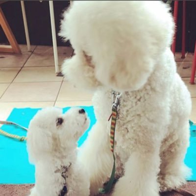 ByPuly's profile picture. お父さんの宝物ララは12才3ケ月で虹の橋店店長に │ ヤンチャなプリ7才♂甘えん坊のミミは9才♀のビションフリーゼ│どちらも元保護犬で看板犬です。