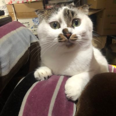 neko8648's profile picture. ニャンズと生活中。鬱、適応障害、発達障害持ち。重いメンヘラ。