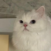 meow ใช้แท็กแจ้งชั่วคราว (แอคร้านติดธงแดง) (@meowmeowupdate) 's Twitter Profile