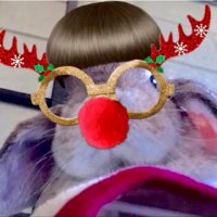 こたろう 🐰うさの名はきなこしゃん (@hintarokeitaro) 's Twitter Profile Photo こたろう 🐰うさの名はきなこしゃん (@hintarokeitaro) 's Twitter Profile Photo