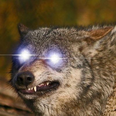 Wolf God Zero, God of Zero Wolves. I am a quadrupedal fur-bearing canid apex predator.
#Outdoorsman #Camper #Comic #GenX #MetalHead