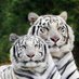 Black cat (@itsawhitetiger) Twitter profile photo Black cat (@itsawhitetiger) Twitter profile photo