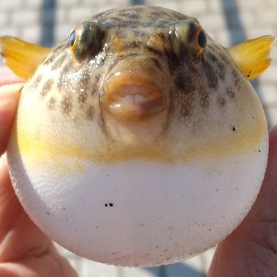 釣り初心者ですが、広島市近場の釣り場で楽しく魚釣りをしています。
メインは夜釣り。１人は危ない。一緒に釣りを楽しめるかた、お待ちしてます✨
私は男。純粋に『魚釣り』をしたいです。
お魚の情報共有お待ちしてまーす✨