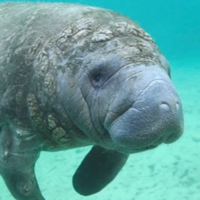 LB_Manatee Profile Picture