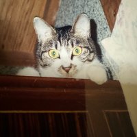 coconut (@coconut9972coco) 's Twitter Profile