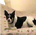 Hoi! Ik ben Rakker en ik ben grote neef van @BinkyDeBoomer houd van eten en slapen. Geboren op 7 juli 2000.
