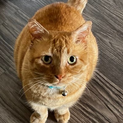 drews_sydney's profile picture. 