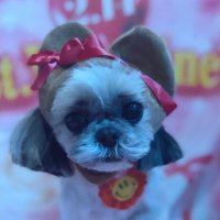 たかぽんぽん (@takap0np0) 's Twitter Profile