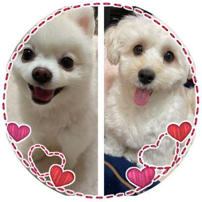 ポメラニアンのゆきまるくん(♂5歳)とペキプーのムックくん(♂3歳)です🐕✨無言フォロー歓迎です😍💕お気軽にフォローしてください🎵 無言フォロー失礼します🥺 ⚠️写真の無断転載禁止⚠️ ⚾️ホークスも好きです⚾️ #ポメラニアン ＃ペキプー ＃犬好きさんと繋がりたい #sbhawks