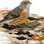 Miquel Rafa 🌍🐾🦅🌺 (@cercavores) 's Twitter Profile Photo Miquel Rafa 🌍🐾🦅🌺 (@cercavores) 's Twitter Profile Photo