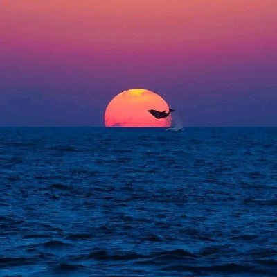 fxtrader_eu's profile picture. Keep it Simple.